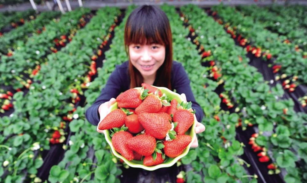 黃起元草莓，為什么這樣紅？